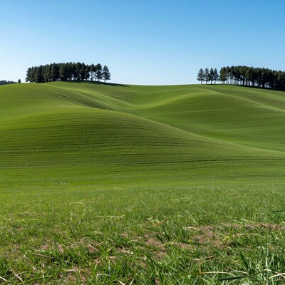 Rolling Green Hills Landscape