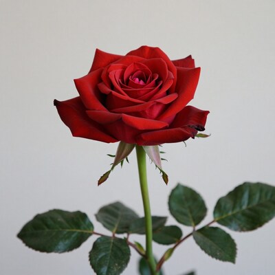Red Rose Flower