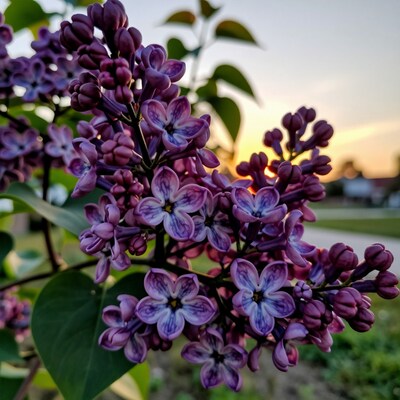 Purple Lilac Flowers at Sunset