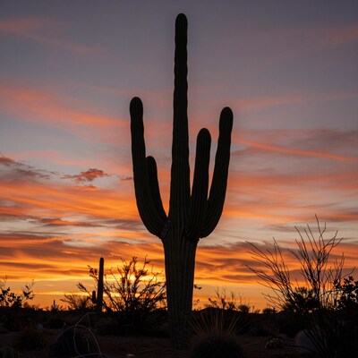 Saguaro Cactus Sunset