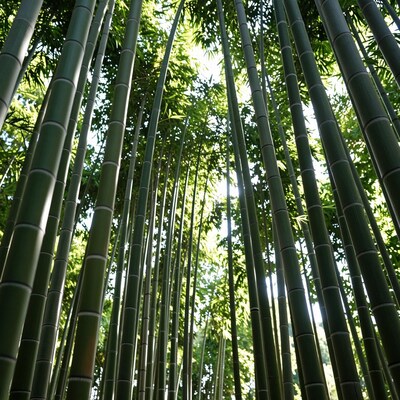 Tall Green Bamboo Forest