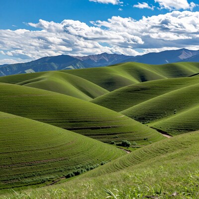 Palouse Green Rolling Hills