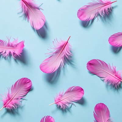 Pink feathers on blue background