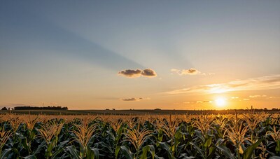 Cornfield at Sunset
