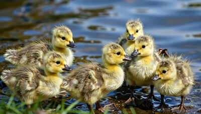 Cute Baby Ducklings