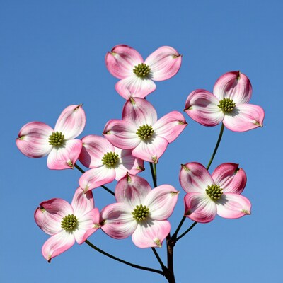 Pink Dogwood Flowers