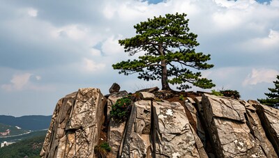 Lone Pine Tree on Rocky Cliff