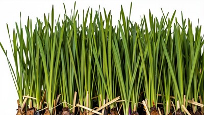 Fresh Green Grass Sprouts
