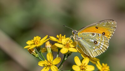 Orange Sulphur Butterfly on Yellow Flowers