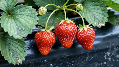 Fresh ripe strawberries on vine