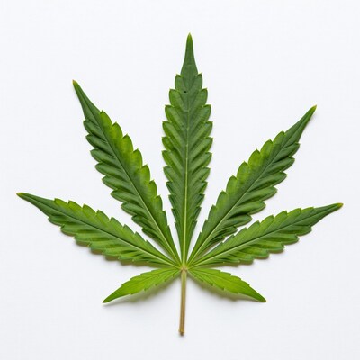 Green Cannabis Leaf