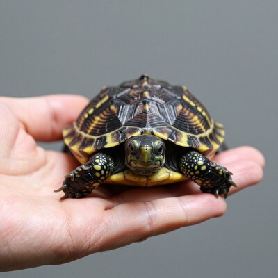 Small Turtle on Hand