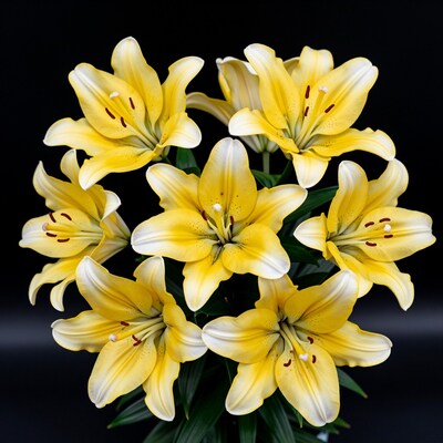 Yellow Lily Flowers