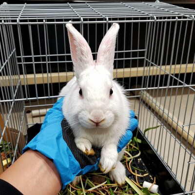 White Rabbit Held in Gloved Hand