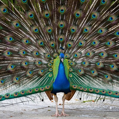 Peacock with Fanned Tail
