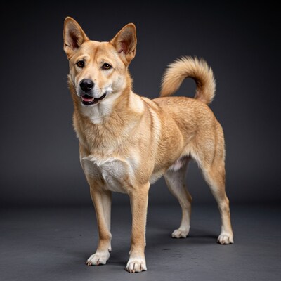 Tan Shiba Inu Dog Standing