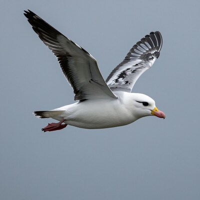 Flying Black-browed Albatross