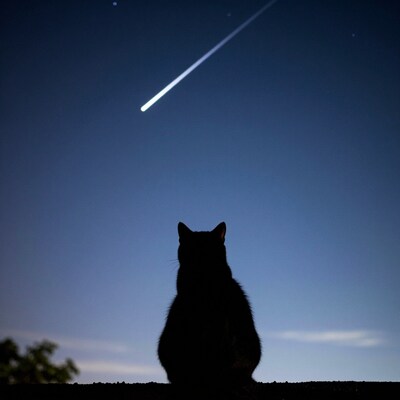 Cat Watching Meteor Shower