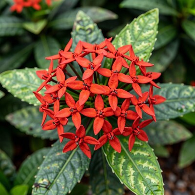 Red Ixora Flower Cluster