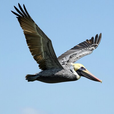 Pelican Flying