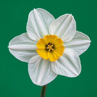 White Daffodil Flower