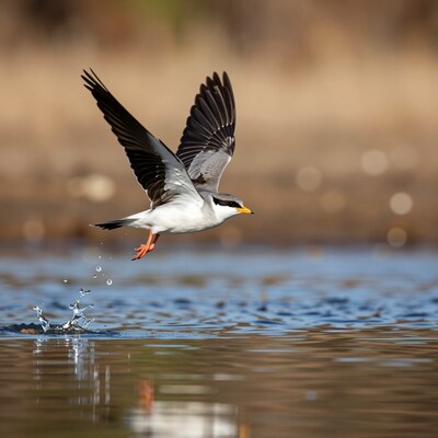 River Tern Taking Flight