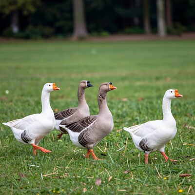 Four geese walking on grass