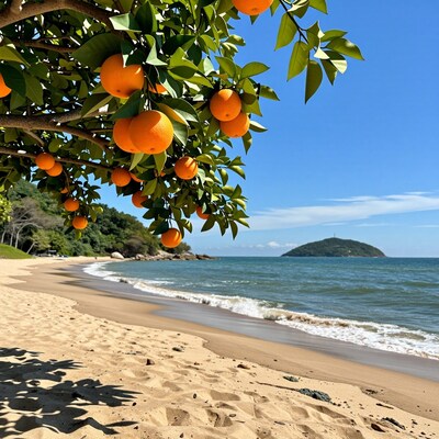 Orange Tree on Tropical Beach