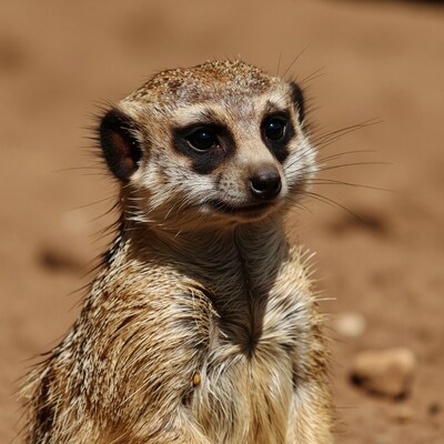Meerkat Portrait