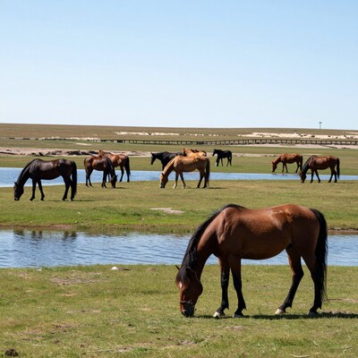 Herd of horses grazing by lake