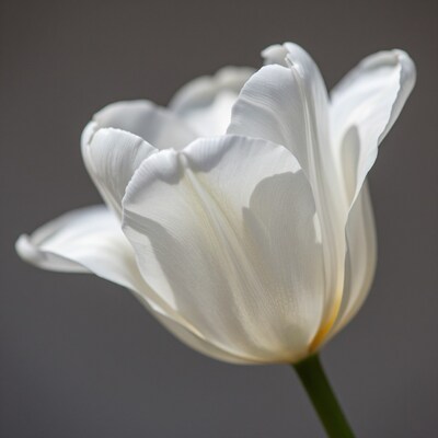 White Tulip Flower