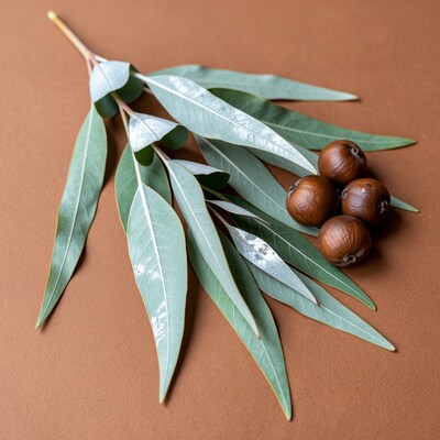 Eucalyptus leaves and nuts