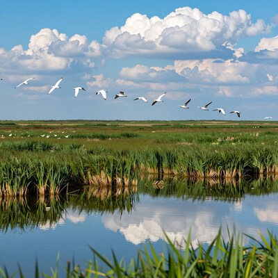 Flock of birds flying over wetland