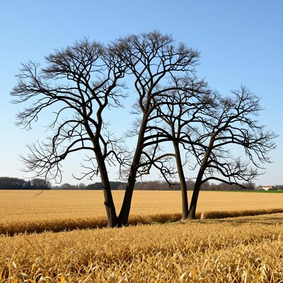 Bare Trees in Golden Wheat Field