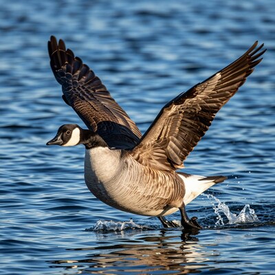 Canada Goose Taking Flight