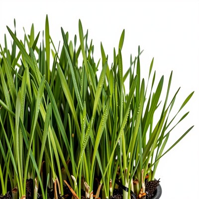 Fresh Green Grass Sprouts