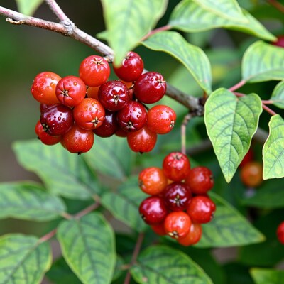 Red Berries on Branch