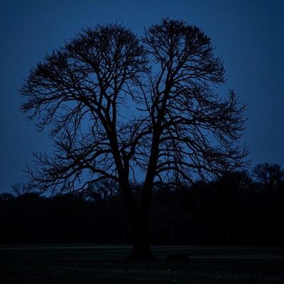 Silhouetted Bare Tree at Dusk