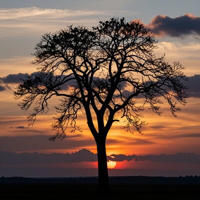 Silhouette Tree at Sunset