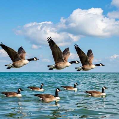 Canada geese flying over water