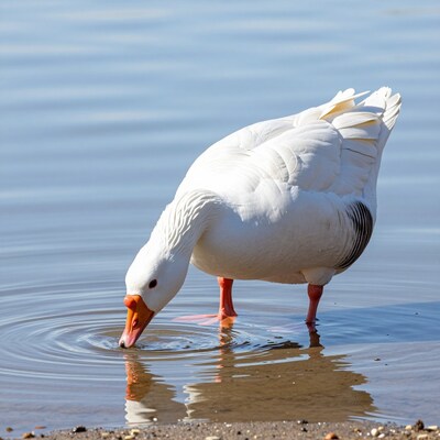White Goose Drinking Water