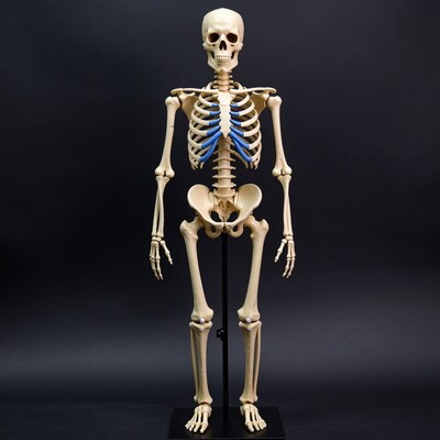 Anatomical Skeleton Model