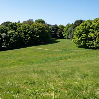 Grassy Meadow with Forest