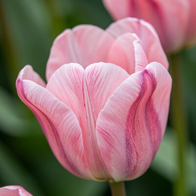 Pink Striped Tulip Flower