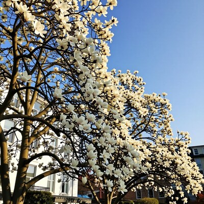 Magnolia tree in bloom
