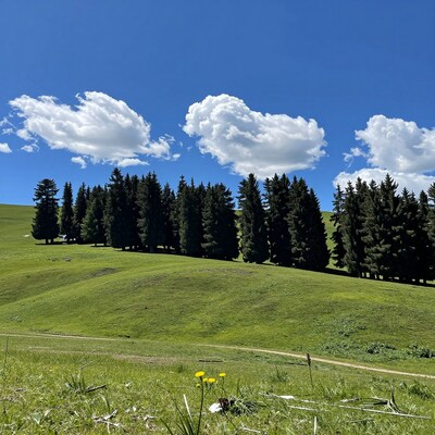 Green Hills Pine Forest Blue Sky