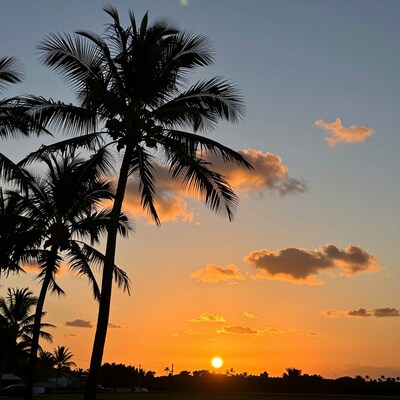 Palm Trees at Sunset