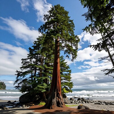 Coastal Redwood Tree on Beach