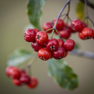Red Winter Berries
