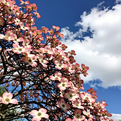 Pink Dogwood Flowers Blue Sky